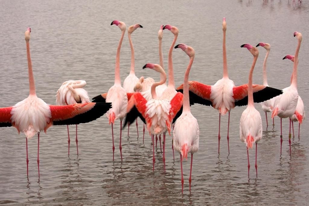 A group of flamingos standing in water.