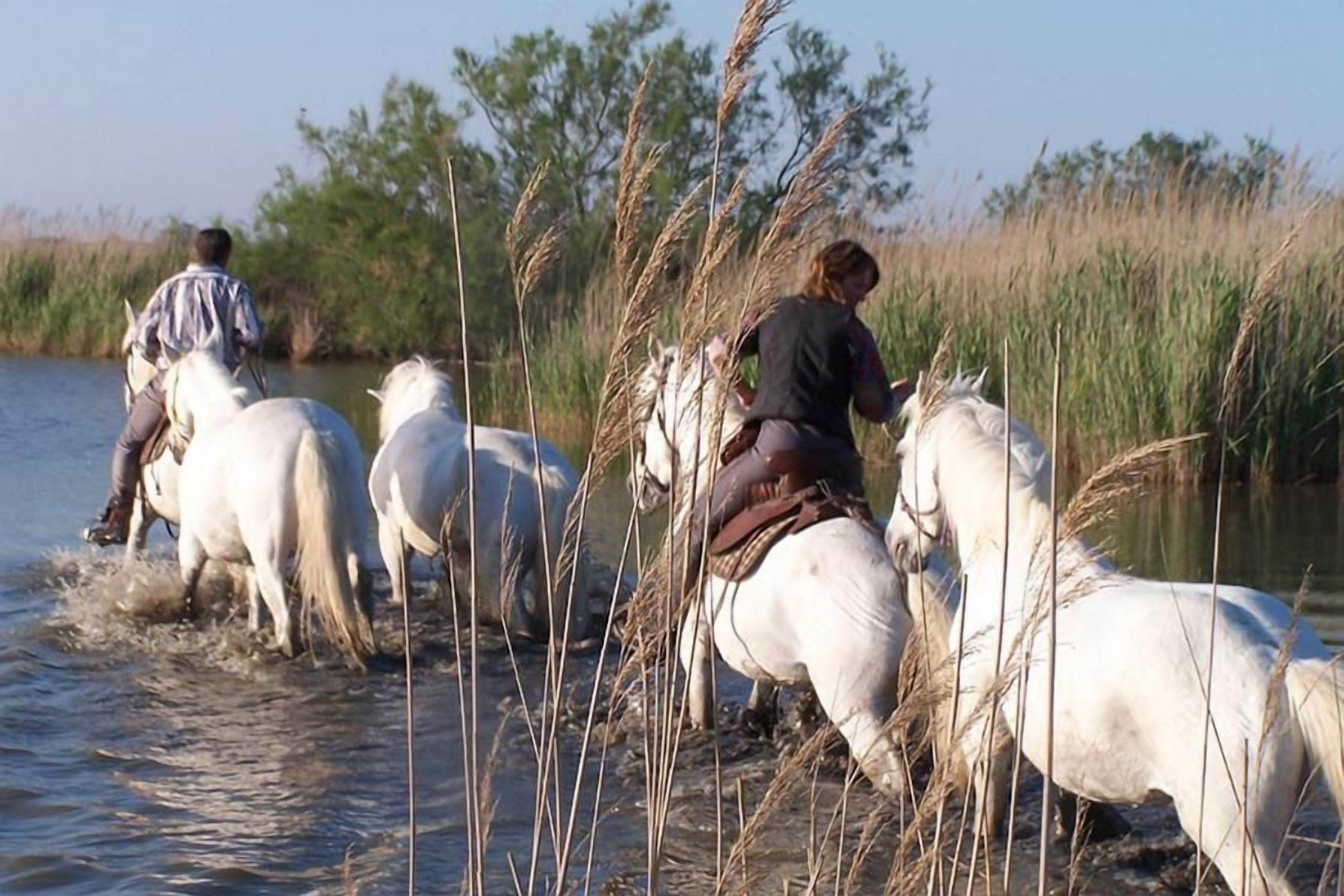 A group of people riding horses through a shallow body of water with tall grasses and trees in the background.