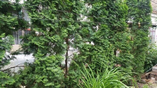 Ein Gartenbereich mit dichtem Grün und vielfältigen Pflanzen, darunter eine hohe, grüne Pflanze mit langen Blättern.