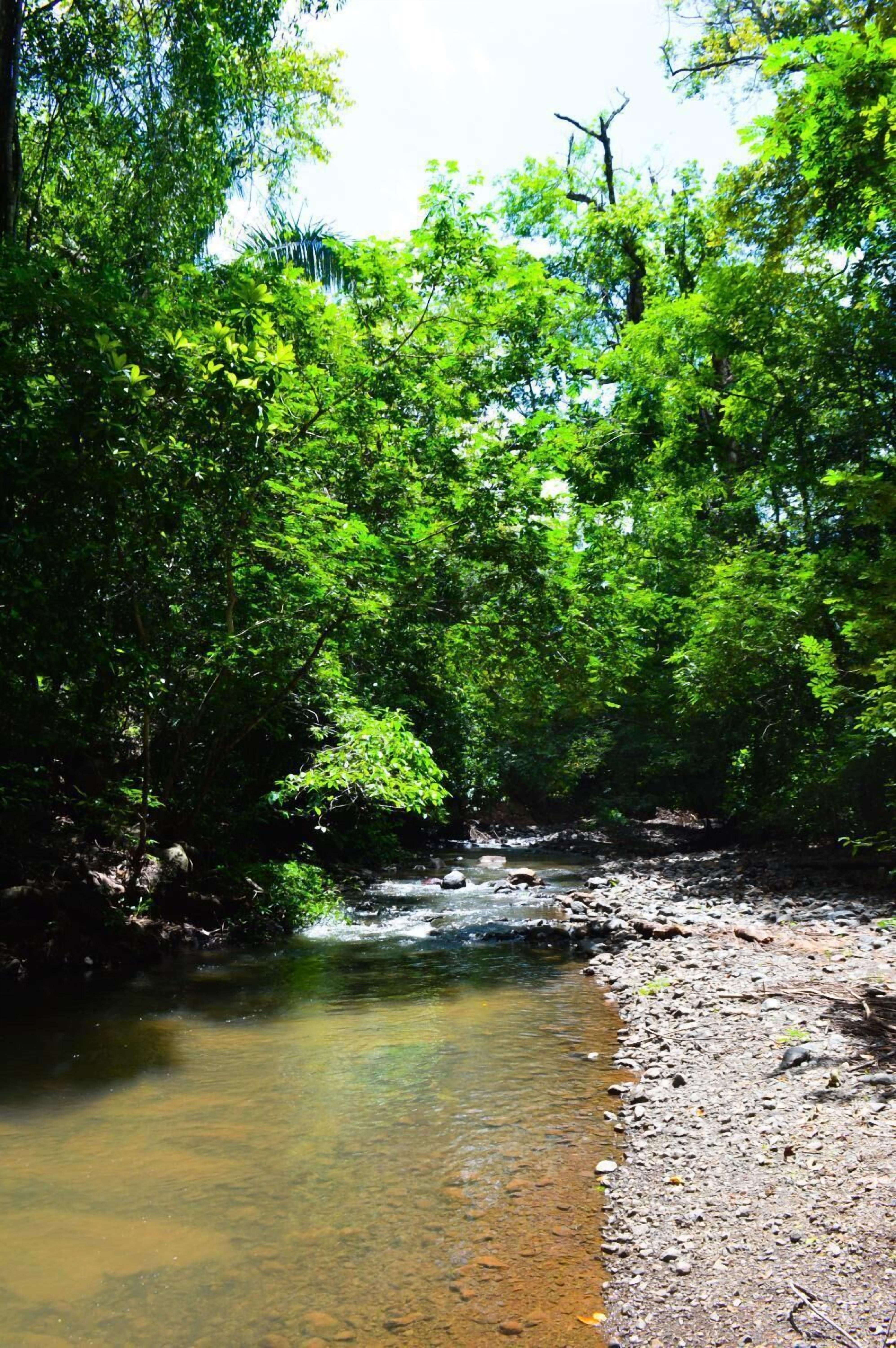 A natural landscape with a clear stream surrounded by dense green foliage.
