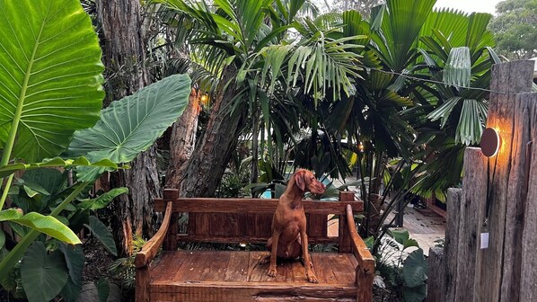 Un chien assis sur un banc en bois, entouré d’une végétation luxuriante.