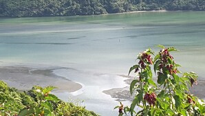 Un paysage côtier avec une plage et des collines boisées.