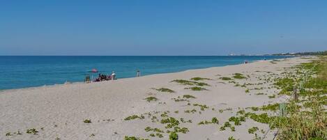 Plage, parasols