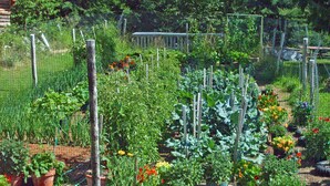 Een tuin met diverse planten en een houten omheining.