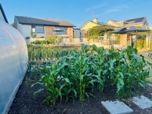 Ein Garten mit Maispflanzen und einem Gewächshaus.