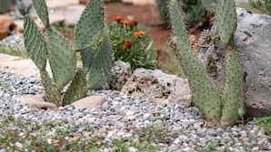 A garden with various cacti and succulents, a stone wall, and a wooden door in the background. - House 34 - The Bougainvillea (Ceglie Messapica)