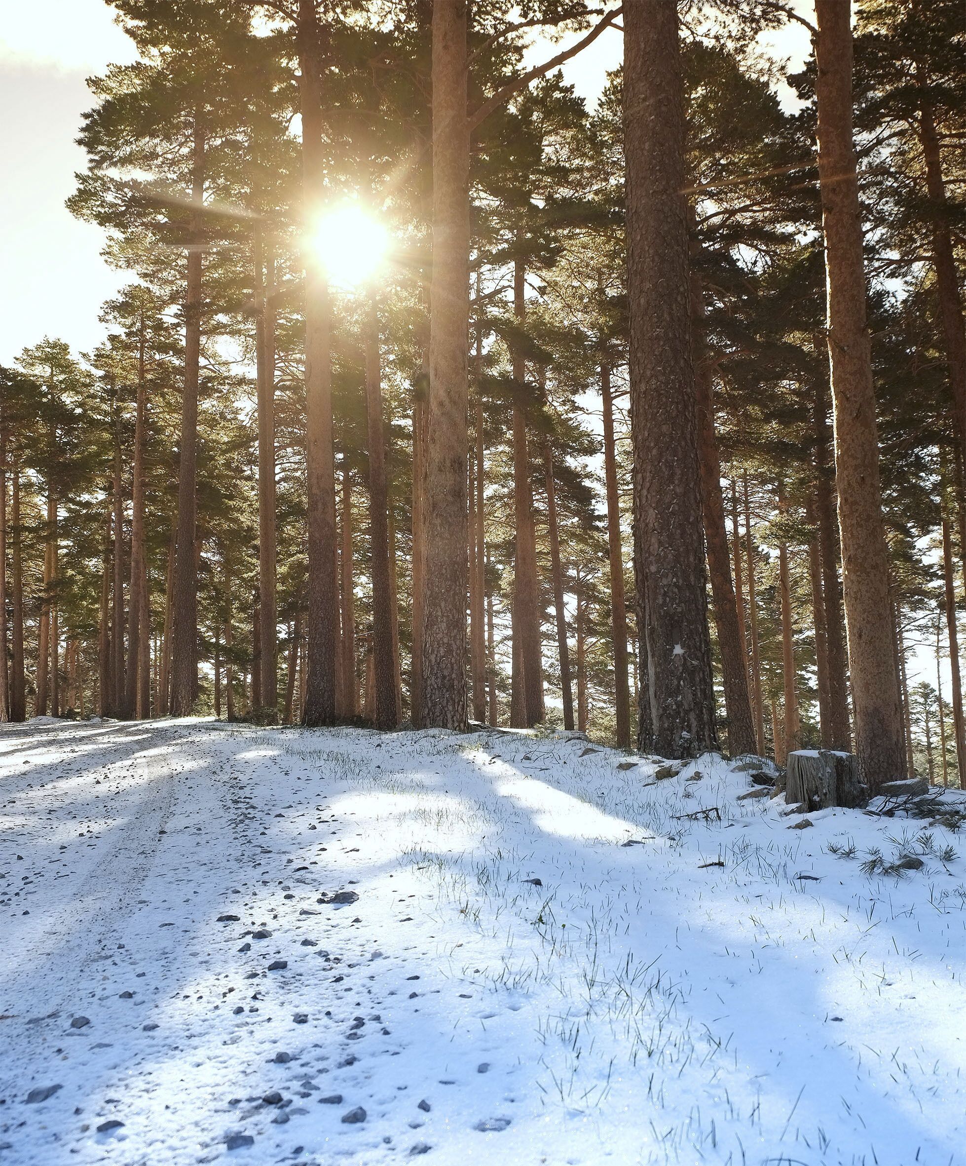 A snow-covered forest path with tall pine trees and sunlight filtering through.