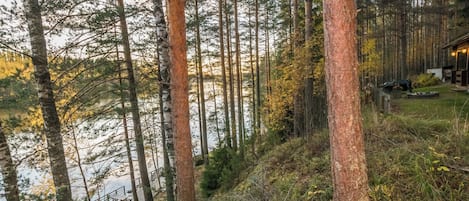 Une zone boisée avec une terrasse en bois donnant sur un plan d’eau, le tout entouré de grands arbres.