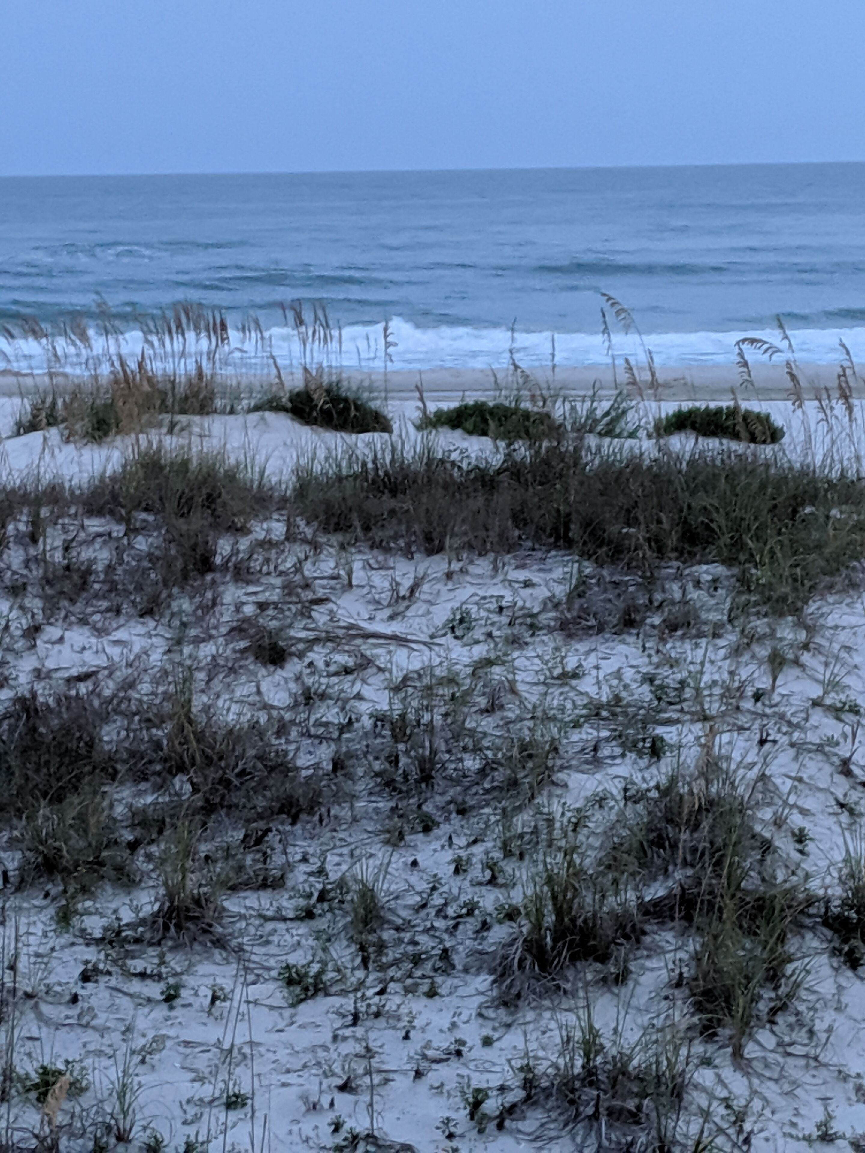 Een strand met zand en enkele planten.
