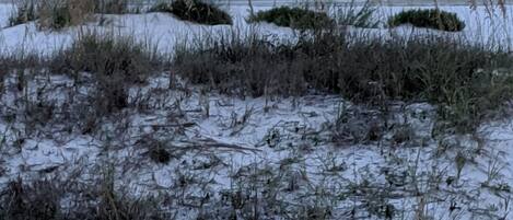 Een strand met zand en enkele planten.