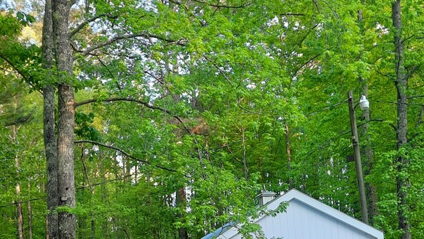 Ein kleines, eingeschossiges Haus mit einer Veranda, umgeben von Bäumen.