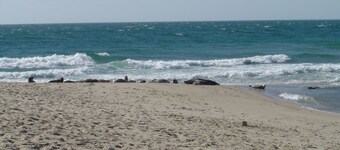 Splash in una nuova piscina o rilassarsi in spiaggia, ma non sederti nel traffico !!
