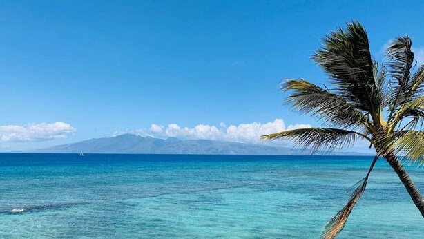 Una playa tropical despejada con una palmera y una montaña distante.