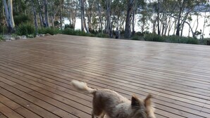 Ein Holzdeck, auf dem ein Hund spaziert.