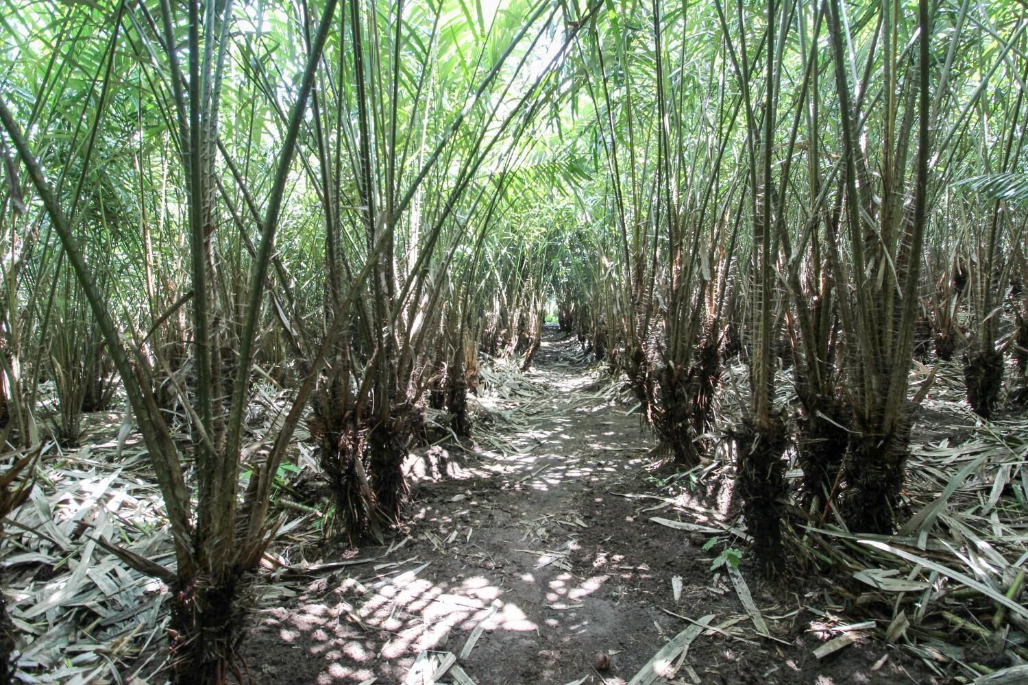 Photo - RedDoorz near Museum Gunung Merapi