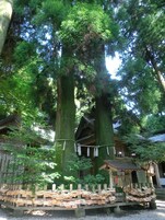 Un edificio japonés tradicional rodeado de grandes árboles.