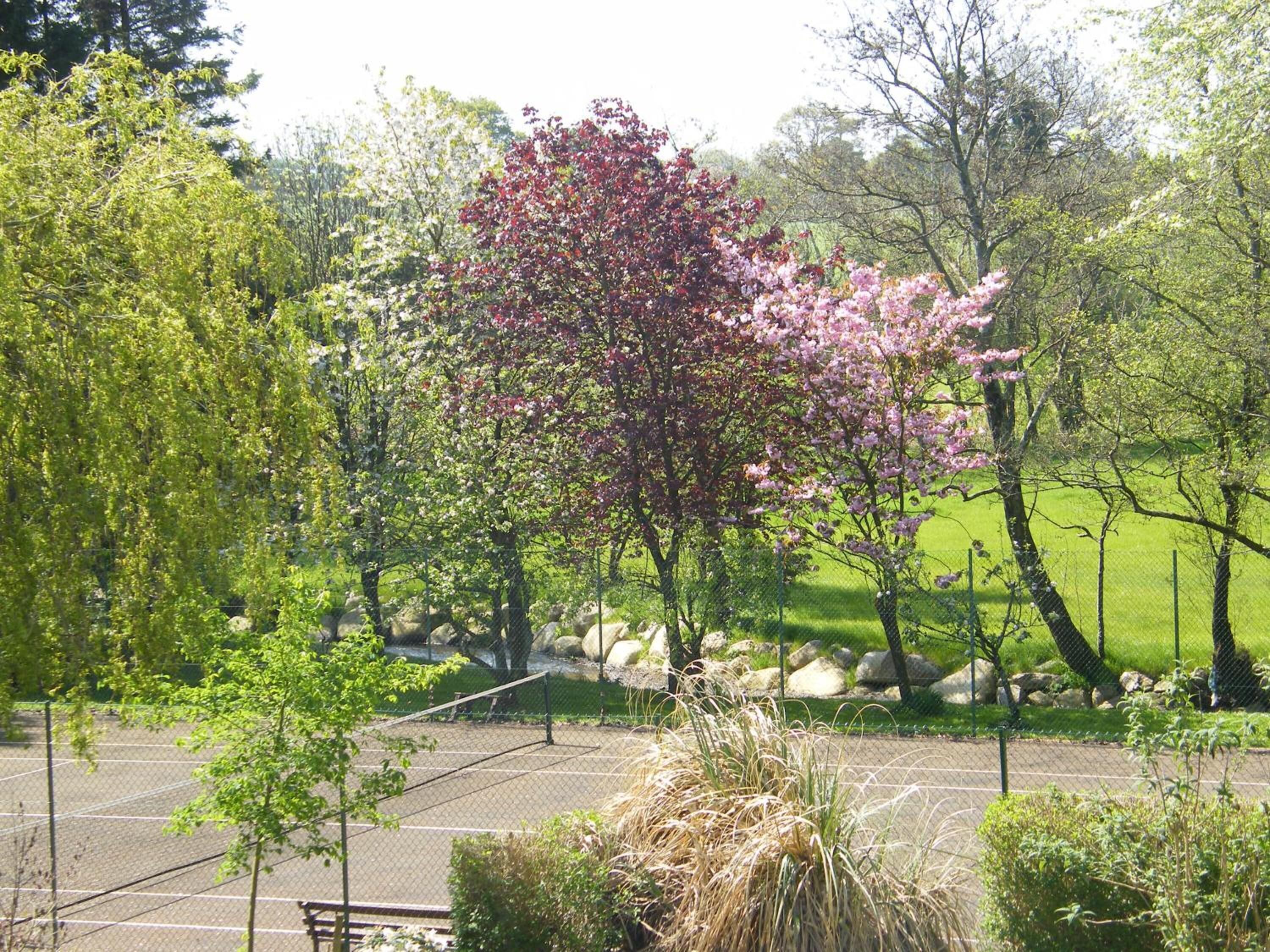 A park with a variety of trees, including a prominent flowering tree, a fenced tennis court, and a grassy area with rocks.