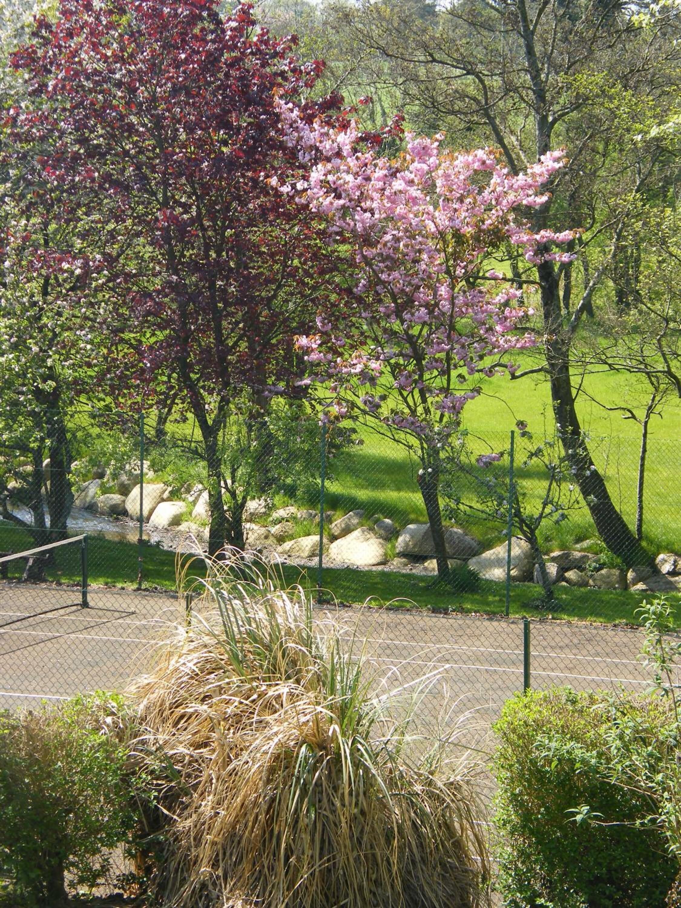 A park with a variety of trees, including one with pink blossoms, and a grassy area with a fence and rocks.