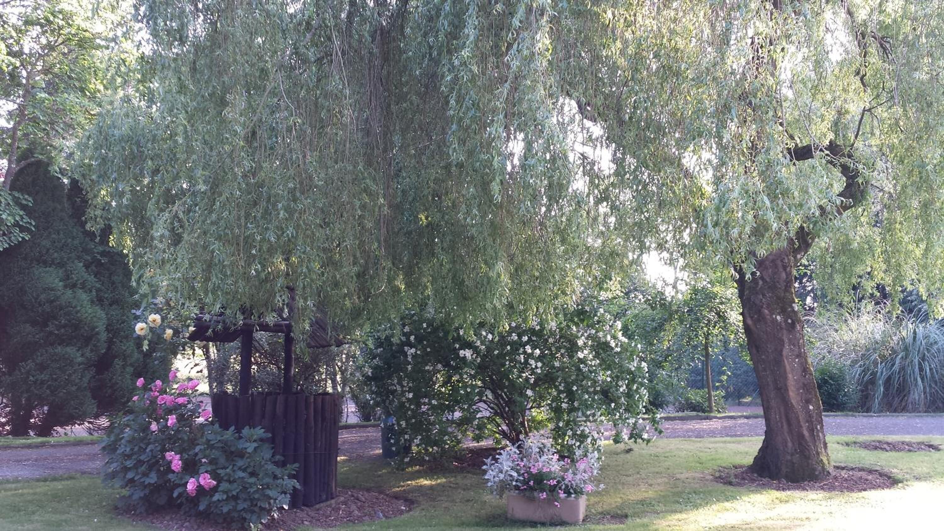 A garden with a large weeping willow tree, a wooden gazebo, and various flowering plants.