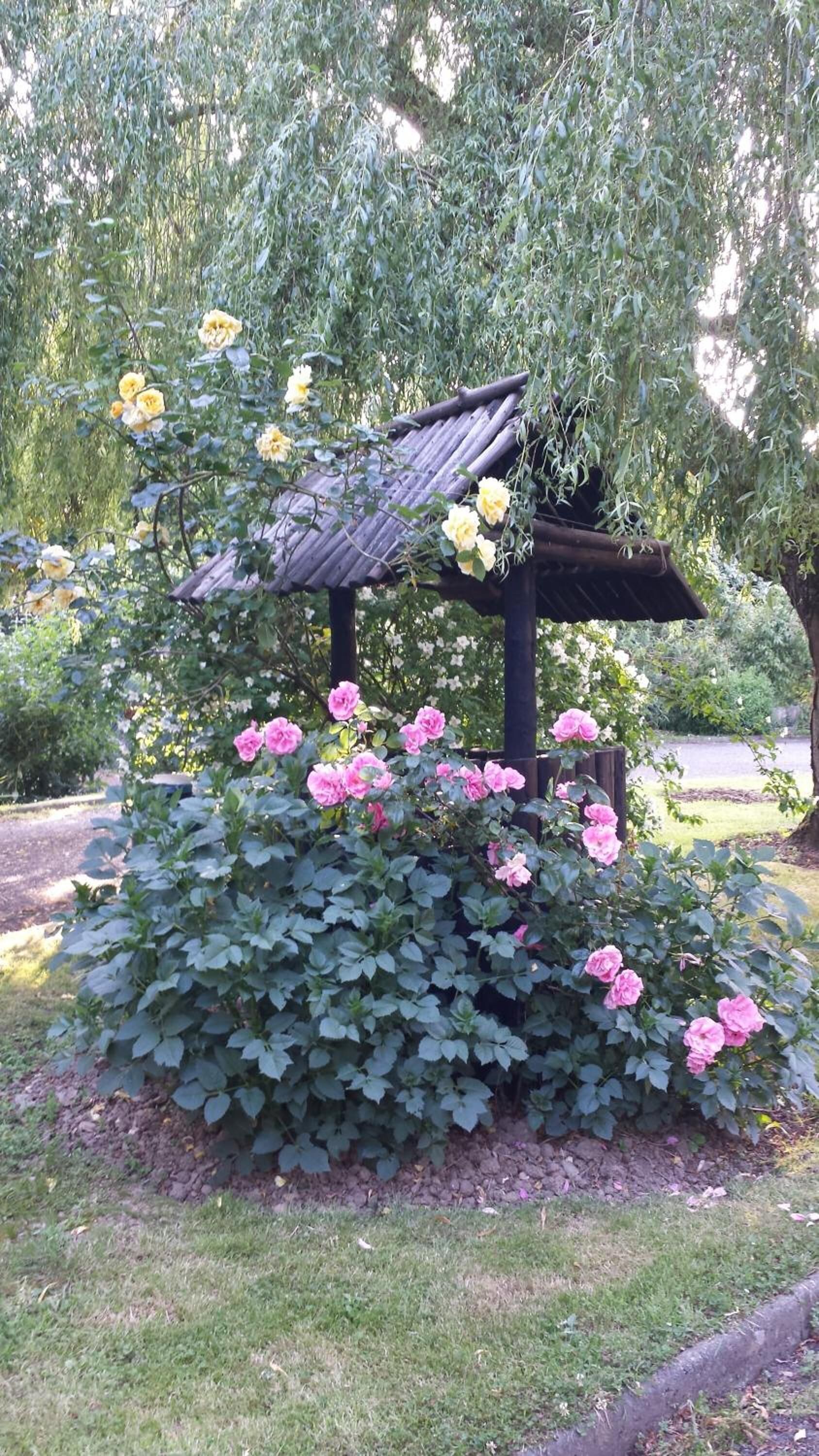 A garden with a pergola structure surrounded by lush green foliage and blooming pink roses.