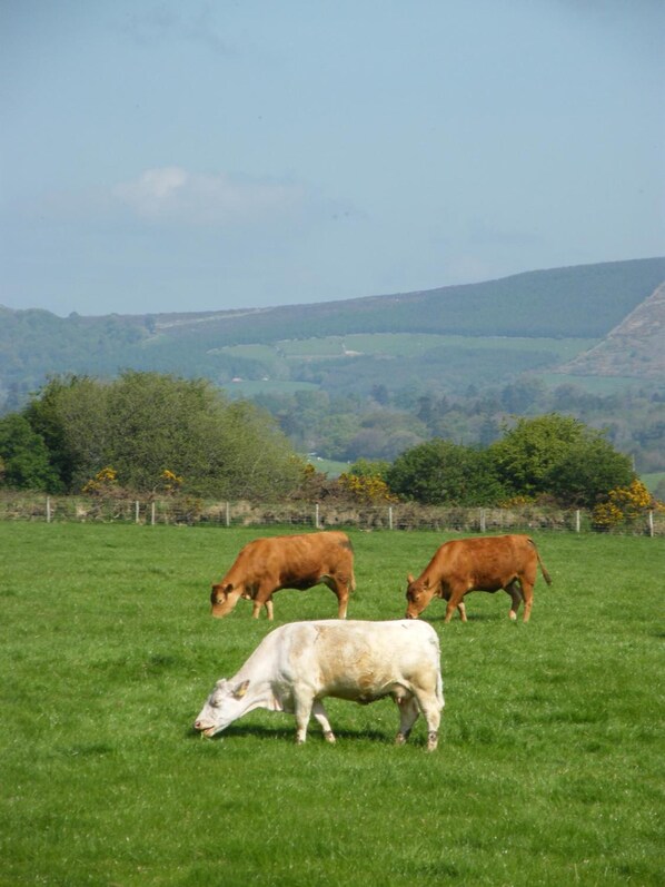 A grassy field with three cows grazing.
