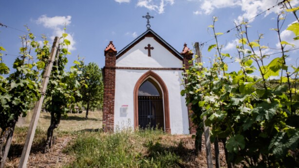 Una piccola chiesa con facciata bianca e una croce sulla sommità, circondata da viti.