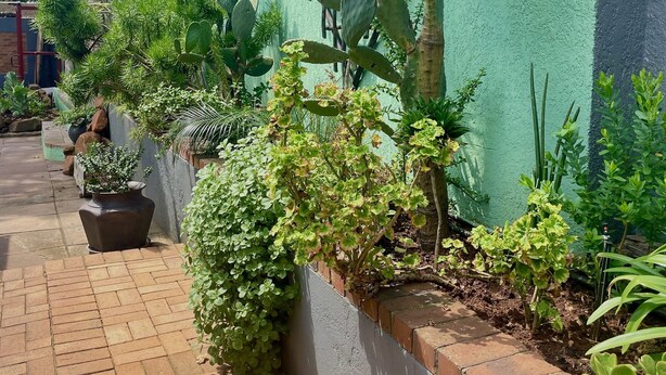 A garden area with various plants, including a cactus and a potted plant, next to a green wall. - Timebridge Mansion (Johannesburg)