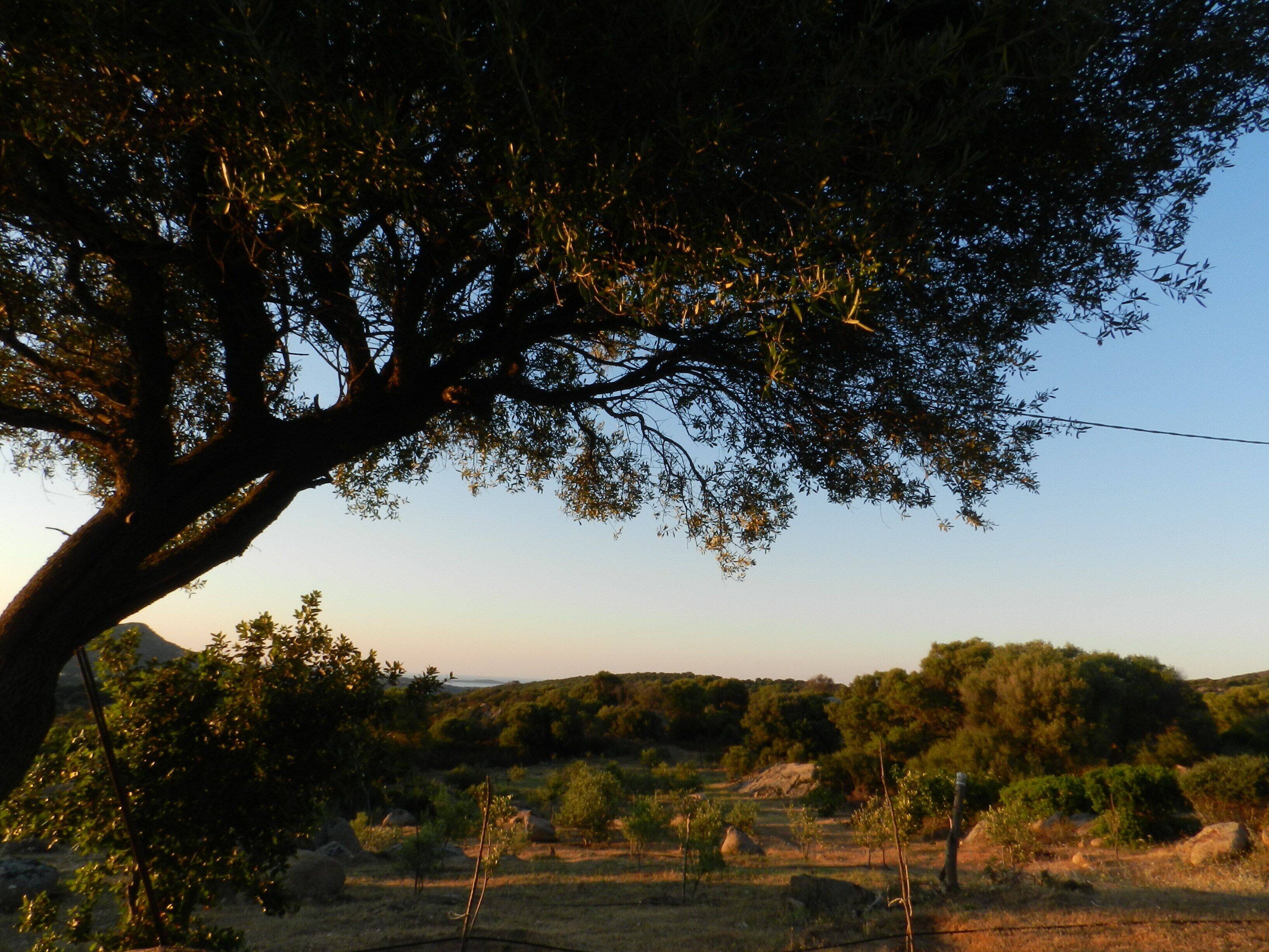 A tree with a thick trunk and dense foliage in a natural landscape.