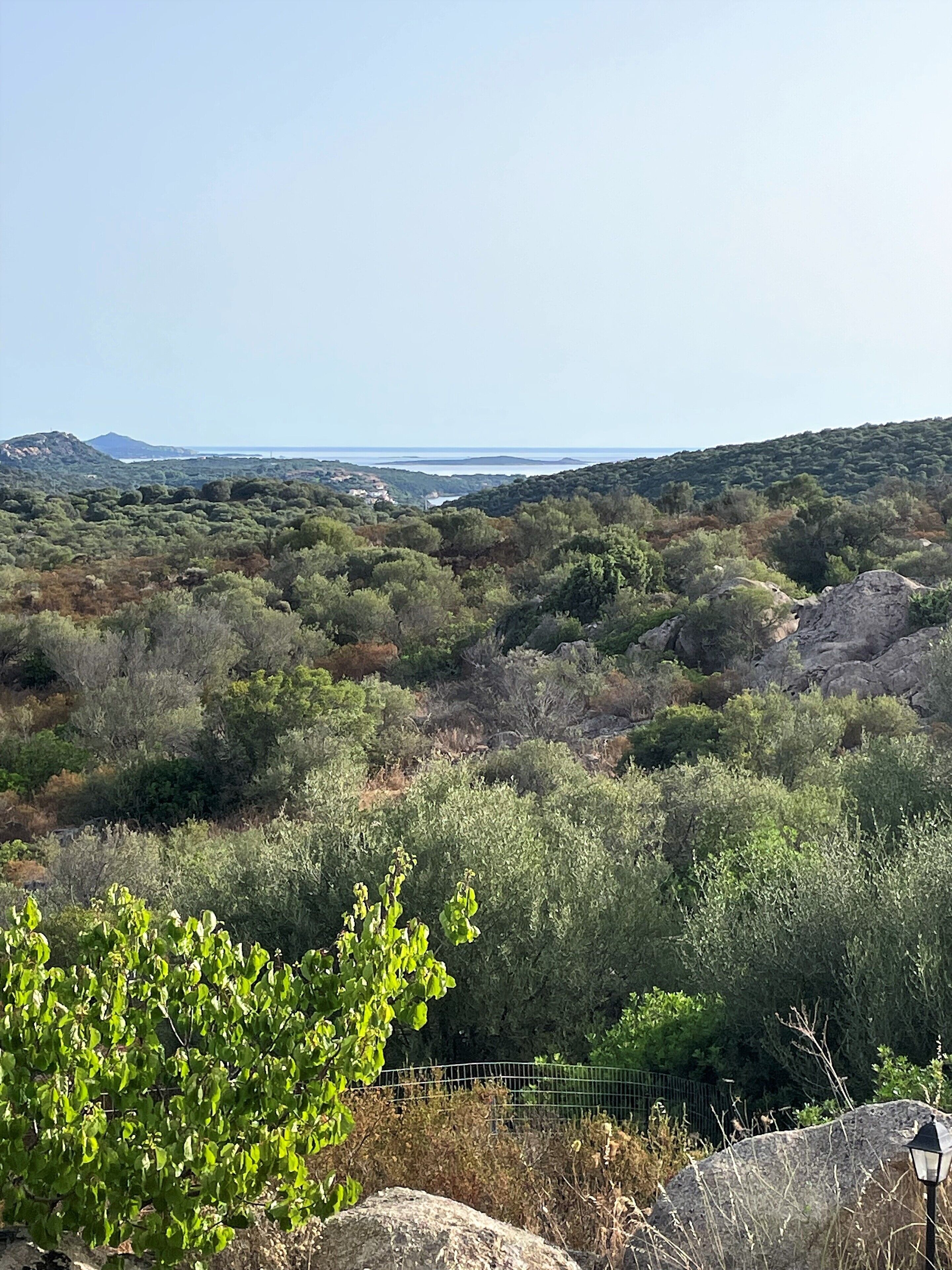 A natural landscape with dense vegetation and a distant view of a body of water.