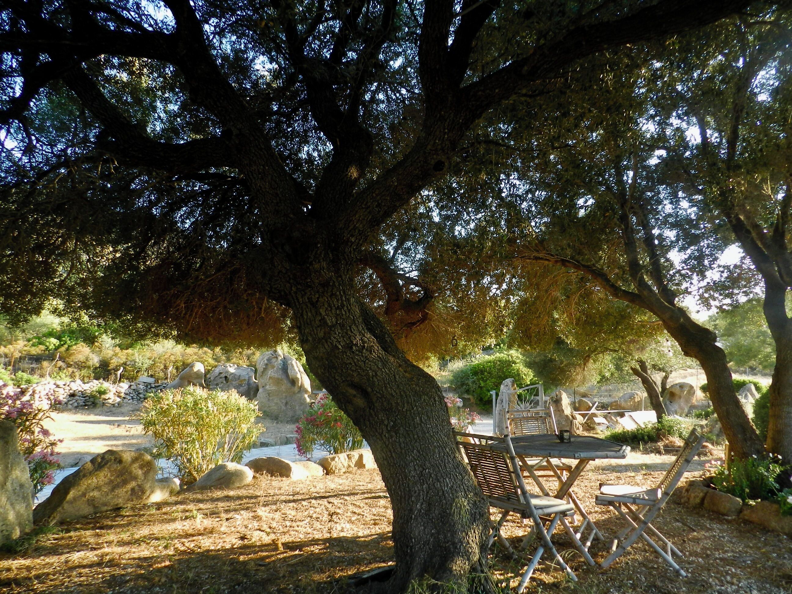 A tree with a table and chairs under its shade.