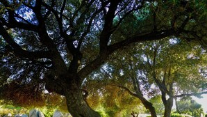 A tree-lined garden with a picnic table and chairs. - B&B Su Donnigheddu (Golfo Aranci)
