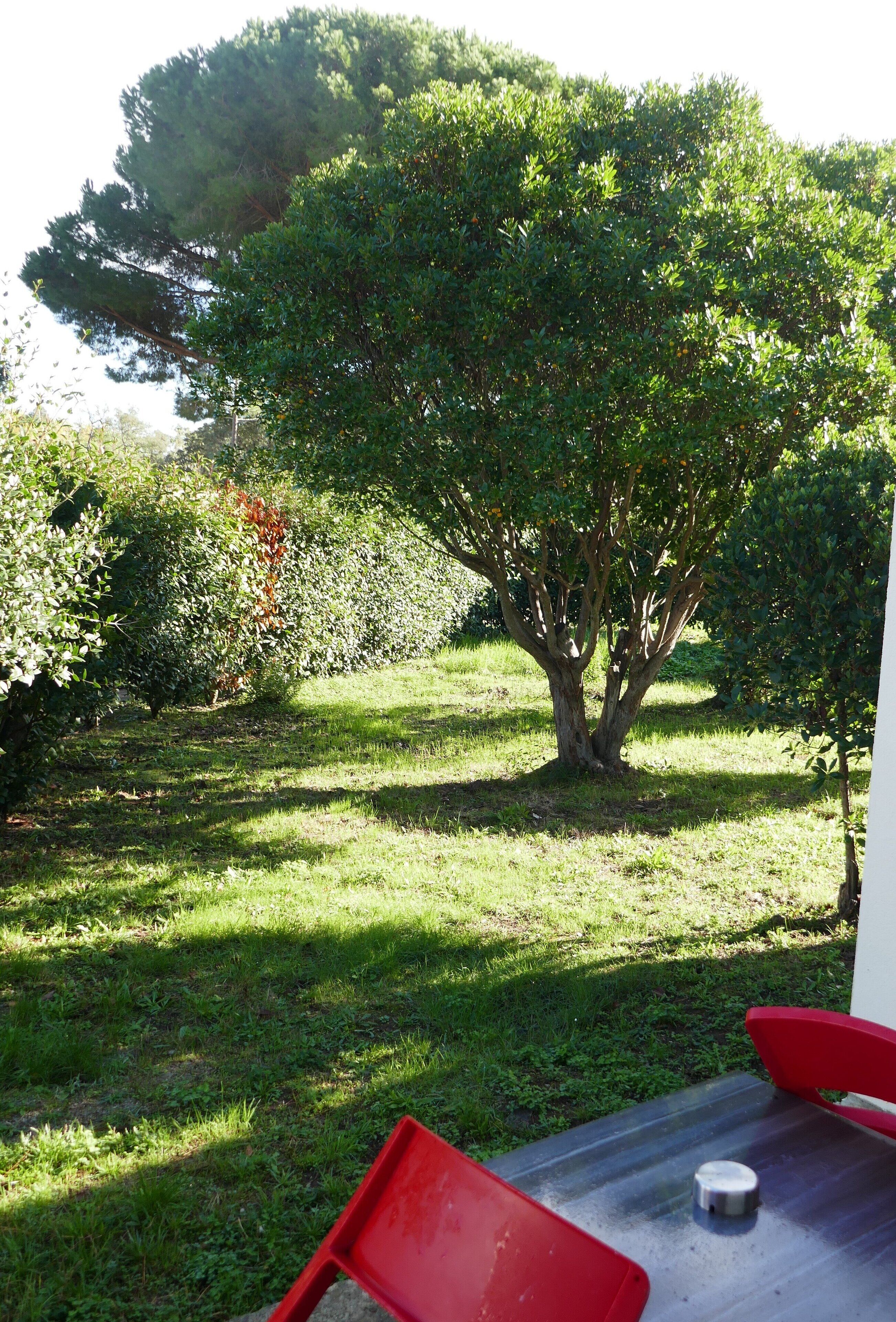 A garden with a large tree, a red chair, and a metal table.