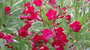 A cluster of red flowers with green leaves. - Verziere B&B (Jesi)