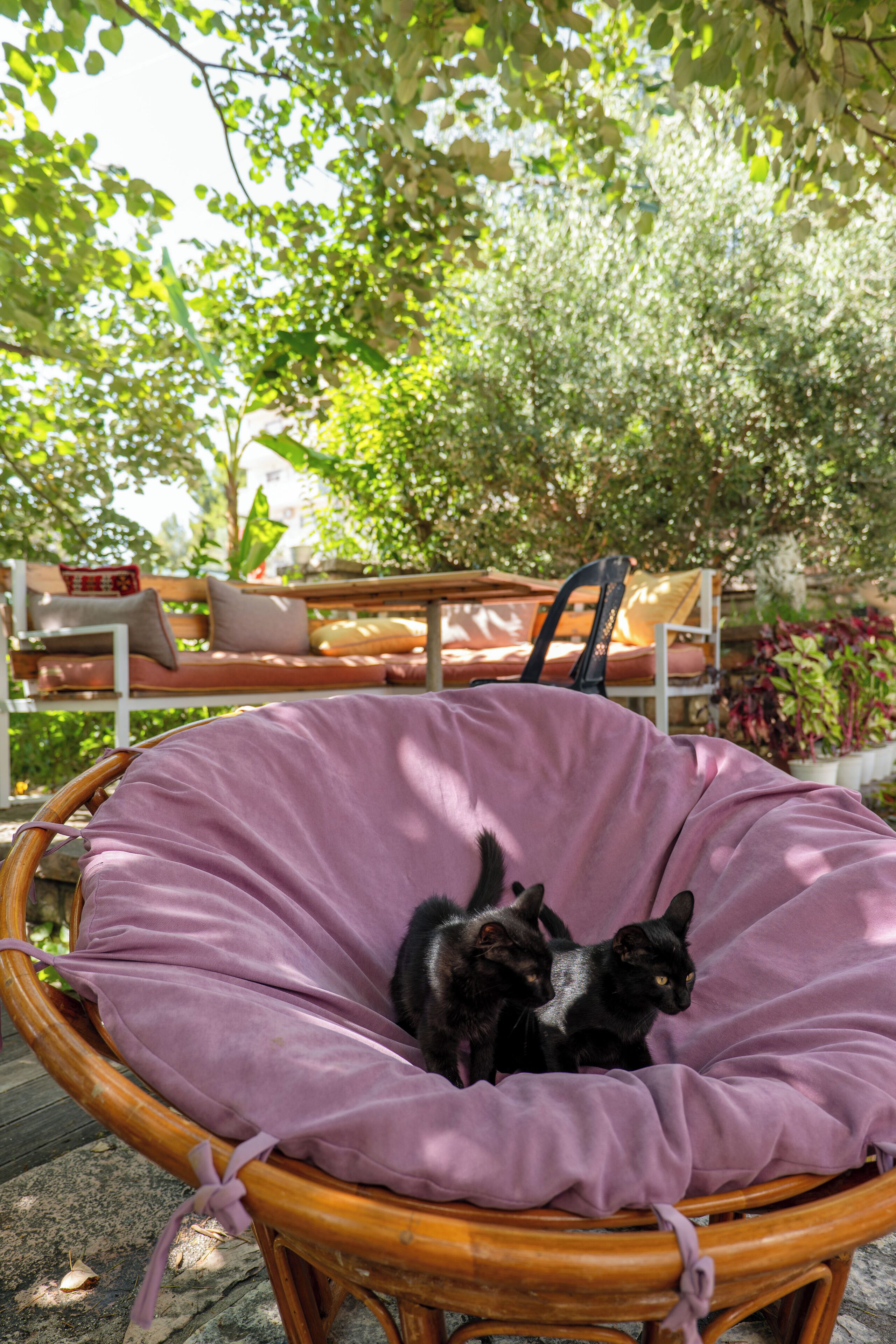 Una silla de mimbre con un cojín morado, dos gatos negros sentados en ella, y un banco de madera con cojines al fondo.