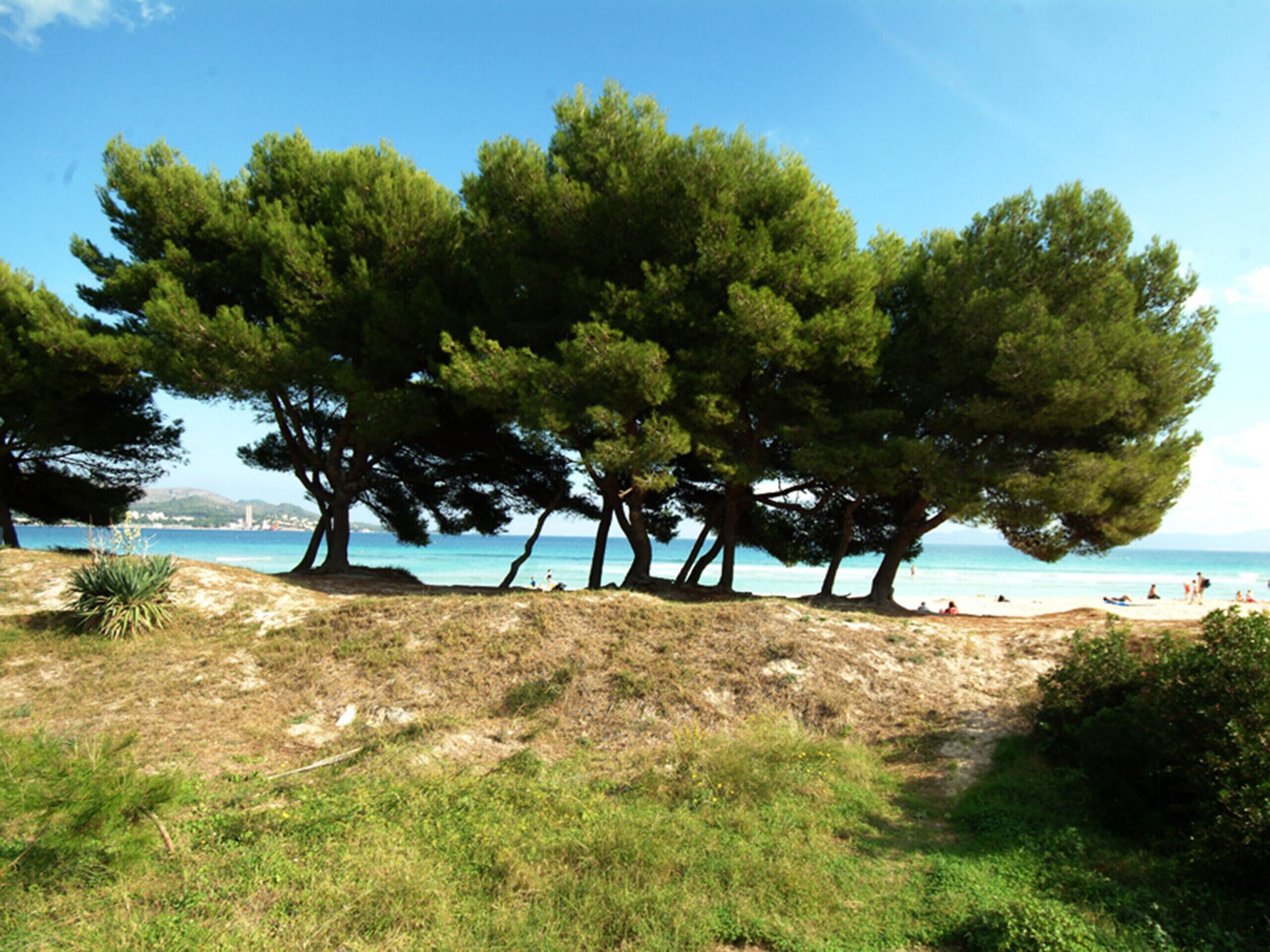 A beach with pine trees, sandy terrain, and a clear view of the sea.