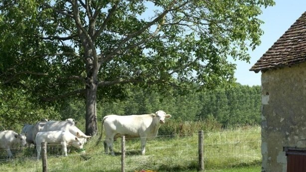 A rustic stone building with a tiled roof, surrounded by a grassy area with a few cows. There are two striped lounge chairs in the foreground.