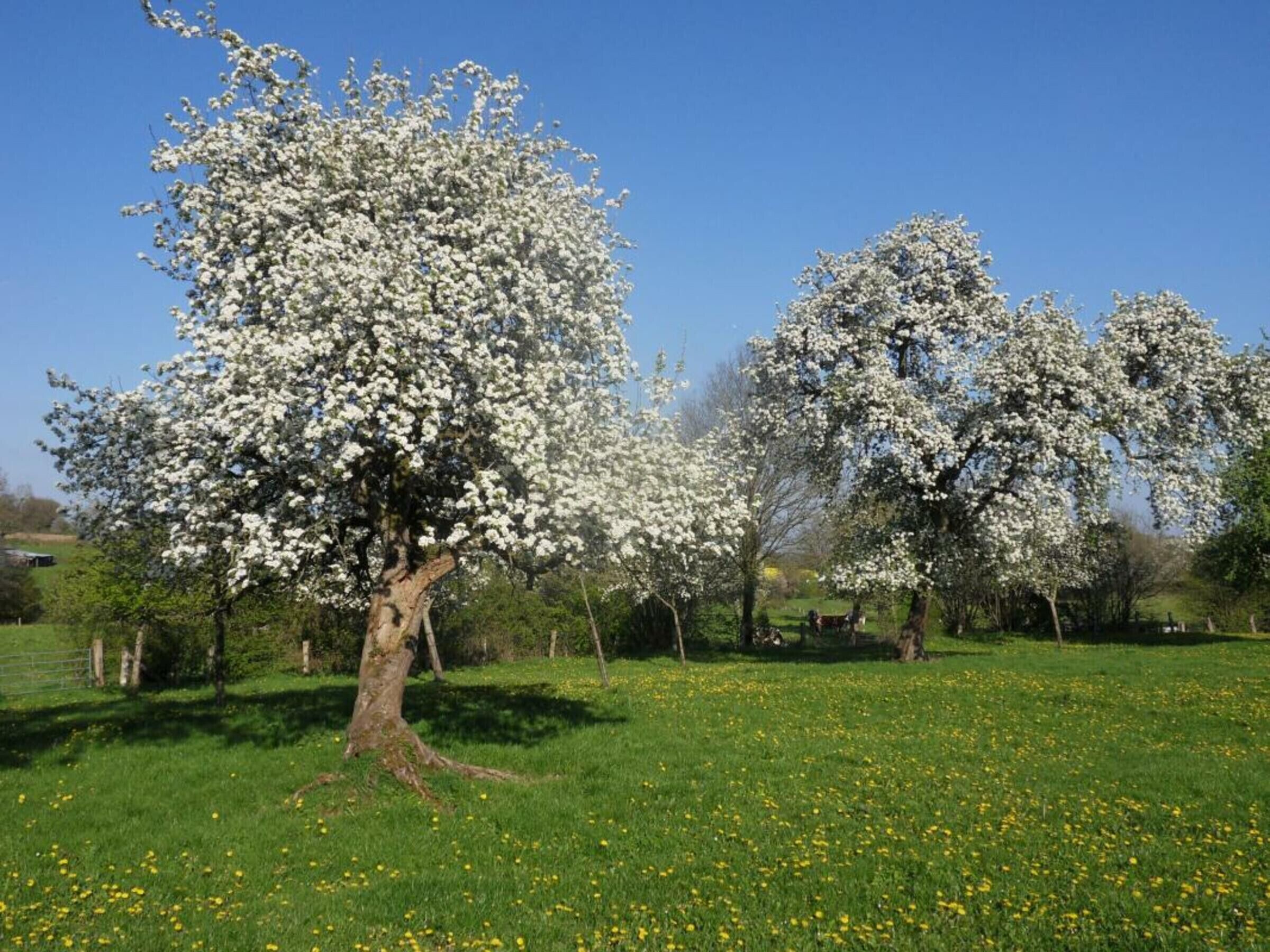 A park with blooming trees and a grassy field.