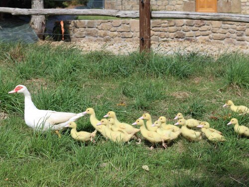 Gîte indépendant, 4 chambres, animaux admis, WiFi, cheminée