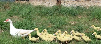 Independent cottage with garden and pets allowed