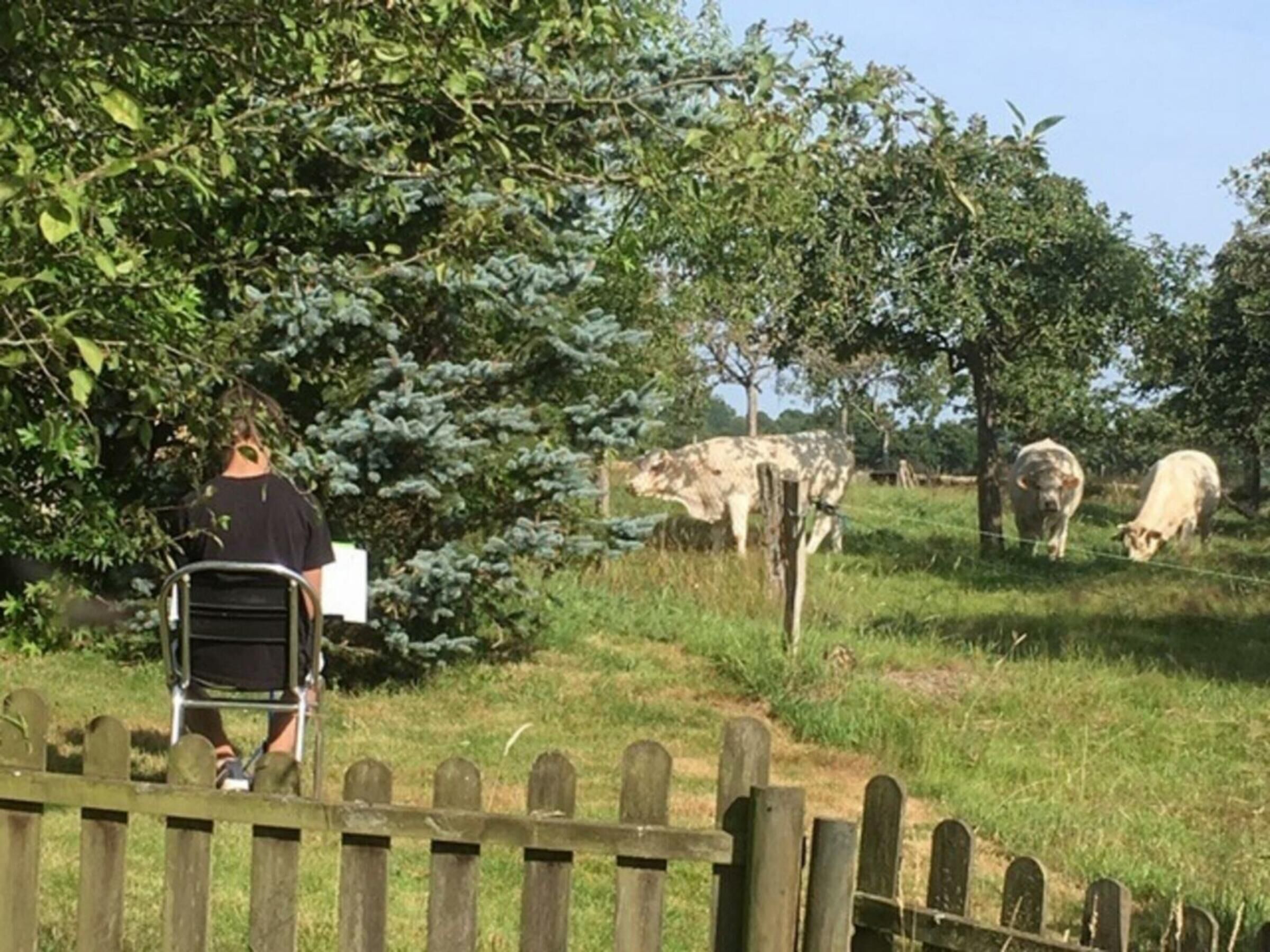 Iemand zit op een stoel in een grasveld, met een houten omheining op de achtergrond, terwijl koeien grazen.