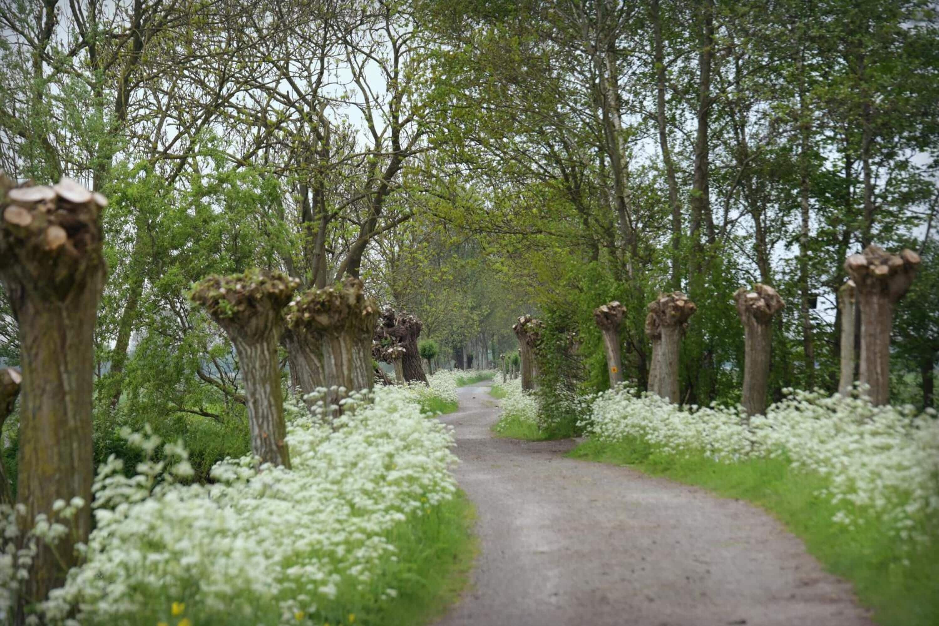 Foto - Gastenverblijf Rodenburg