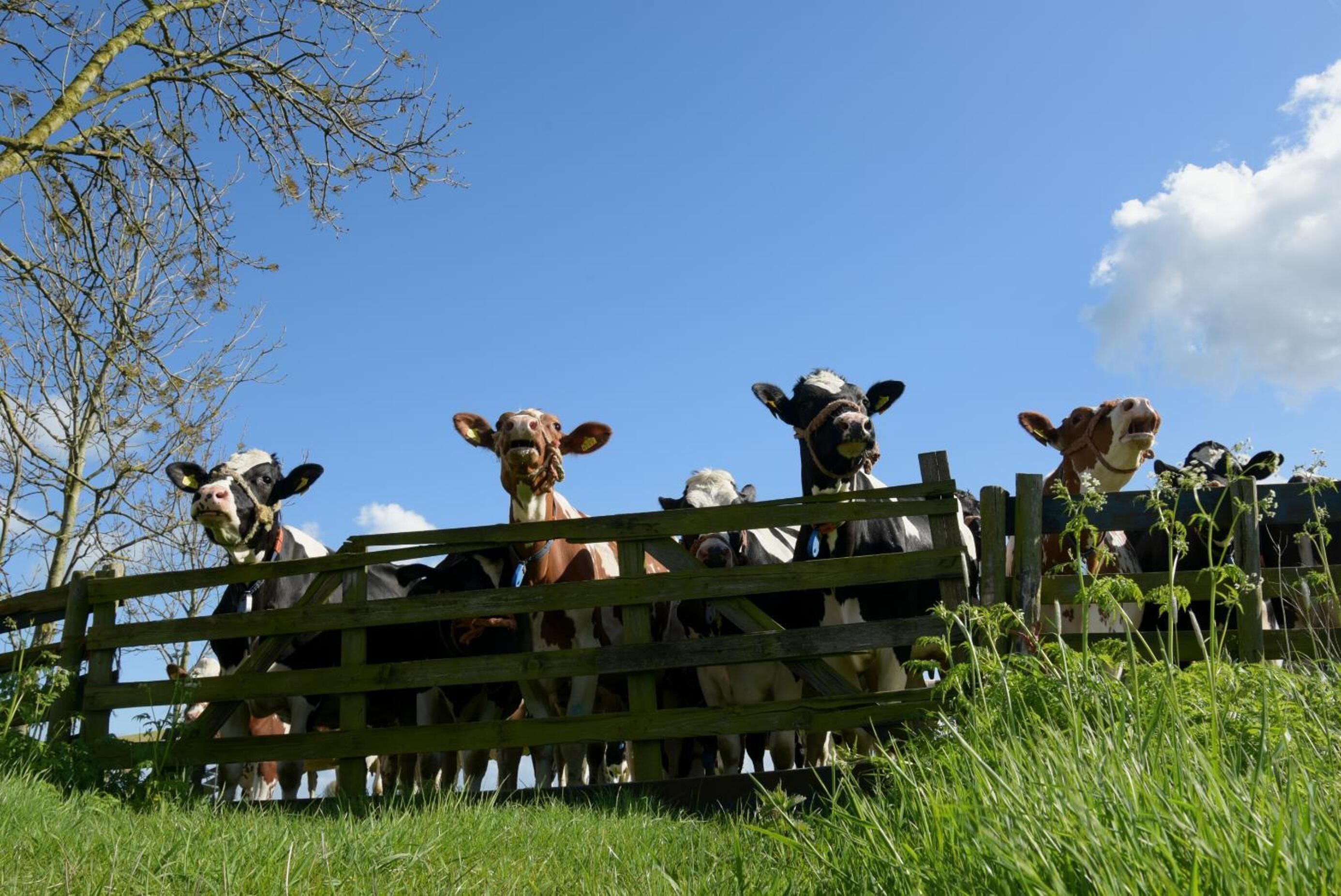 Foto - Gastenverblijf Rodenburg