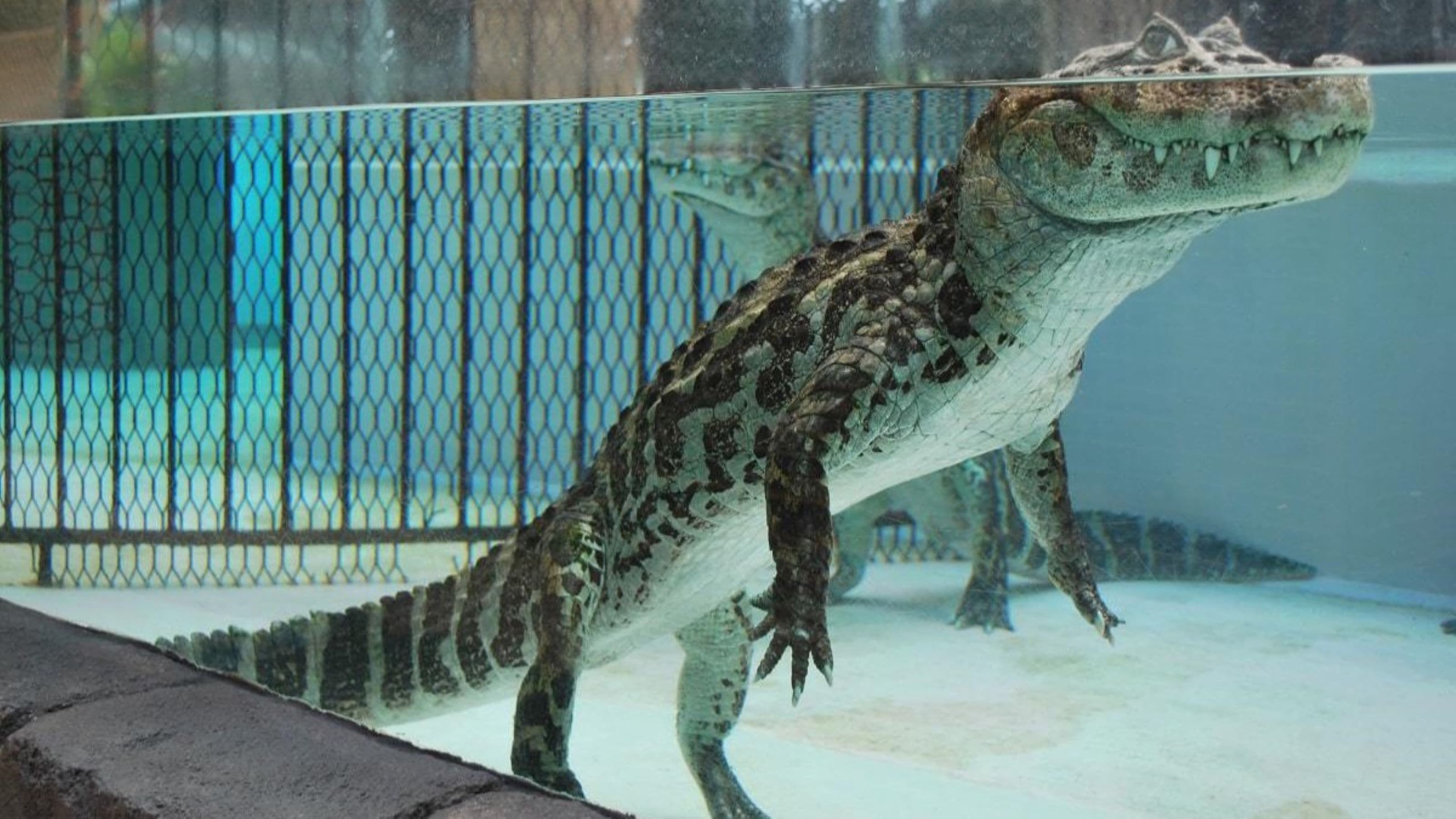 A large reptile exhibit with a glass enclosure, a metal fence, and a sandy floor.