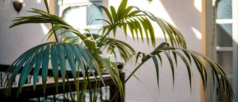 A potted palm plant in a sunlit room with a tiled floor and a window with a decorative frame.