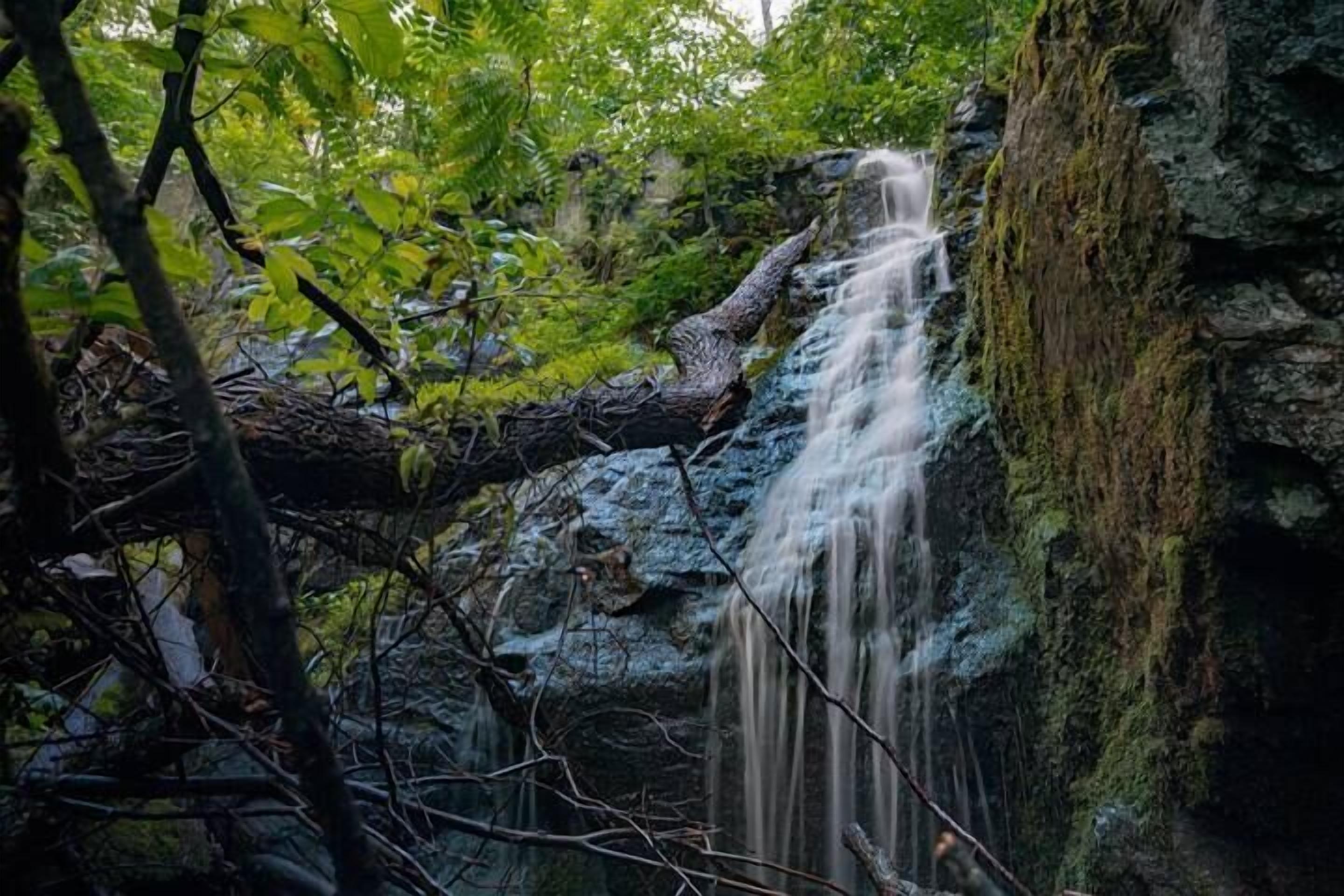 Een waterval in een bebost gebied met een rotswand begroeid met mos.