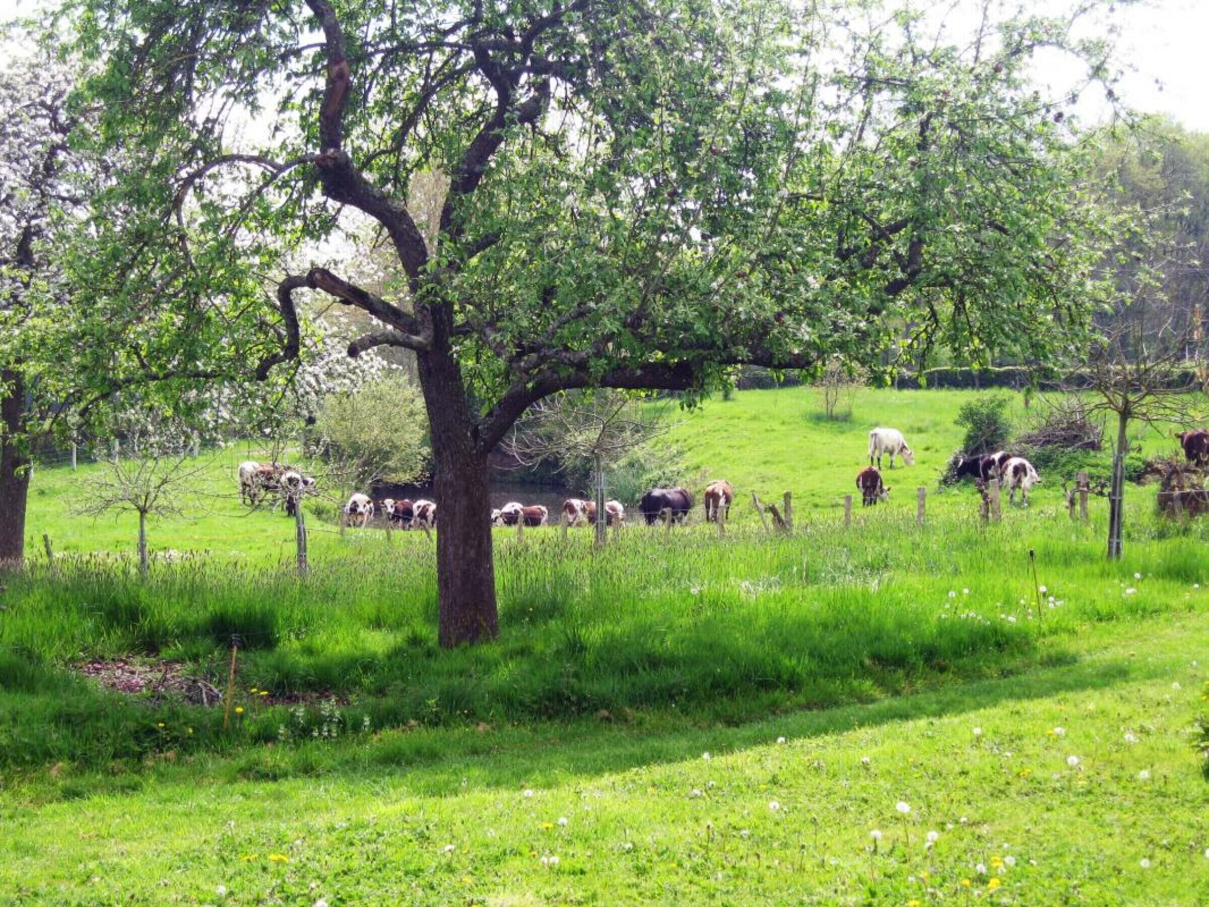 Een landelijk landschap met een boom op de voorgrond en een kudde koeien grazen op de achtergrond.