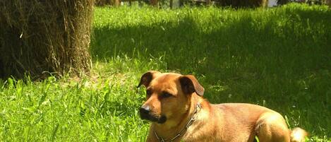 Animaux de compagnie acceptés