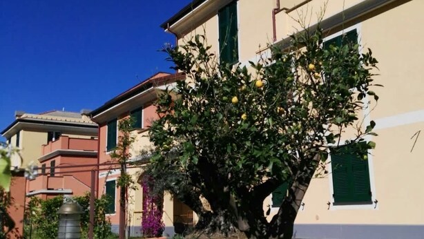 A residential building with a well-maintained lawn and a tree with lemons. - Apartment "E" Balcony - Levanto Cinque Terre (Levanto)
