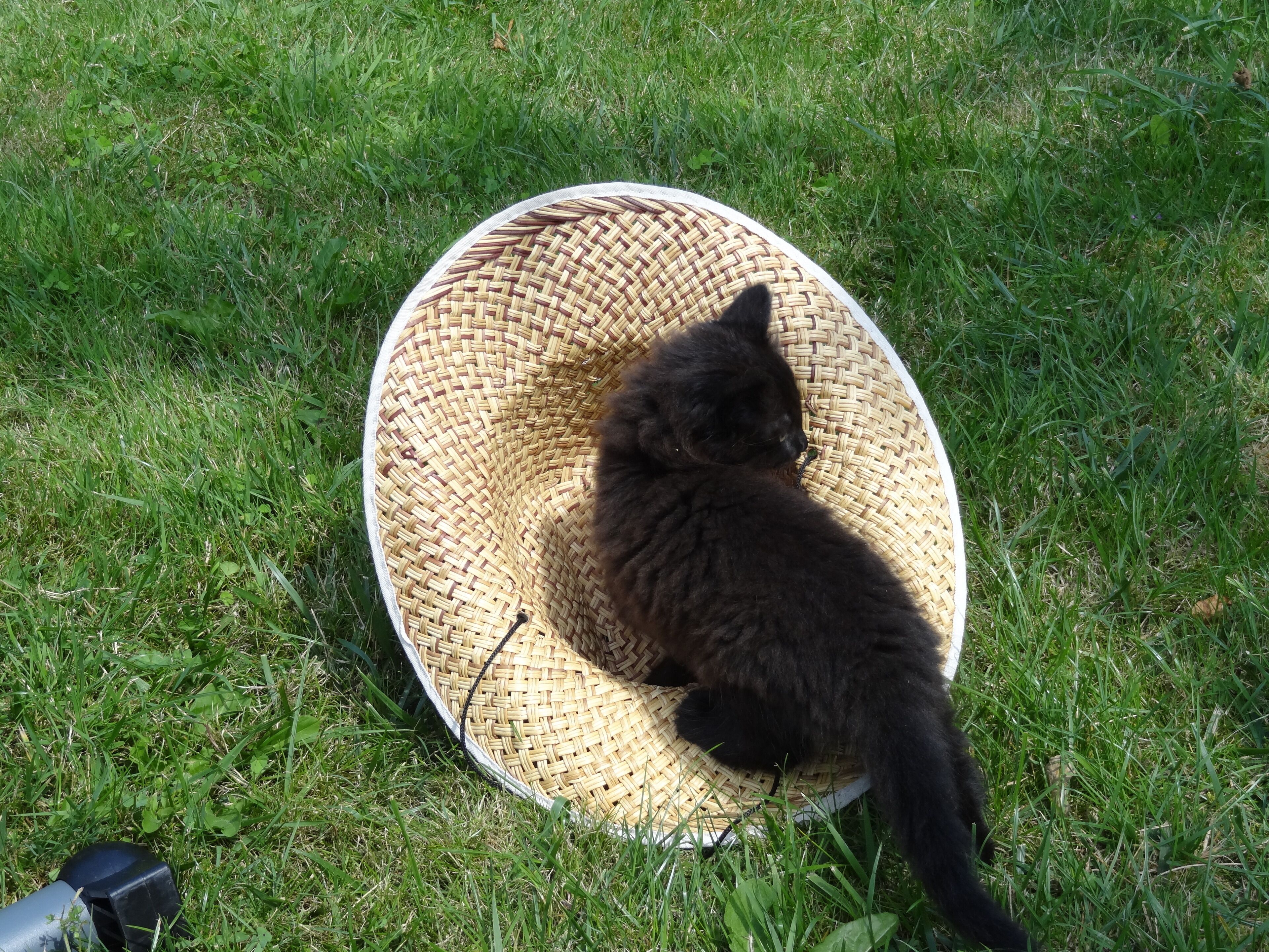 Un gato negro sentado dentro de una cesta tejida sobre césped.
