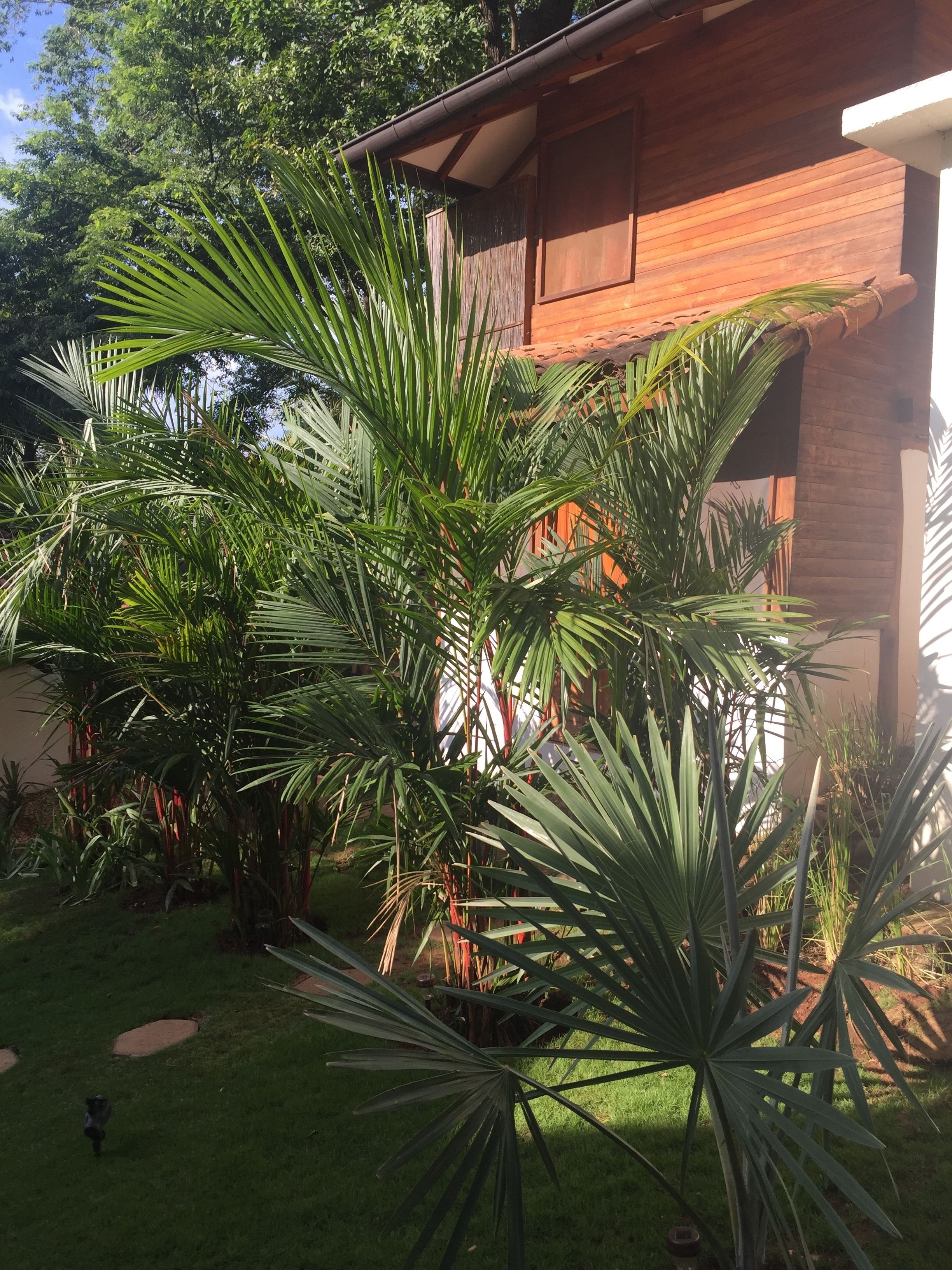 Un jardin avec des palmiers et un bâtiment en bois doté d’un toit en tuiles.